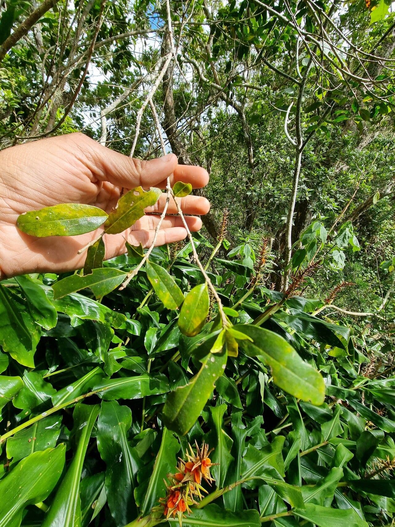 Schmalblättrige Olive 11