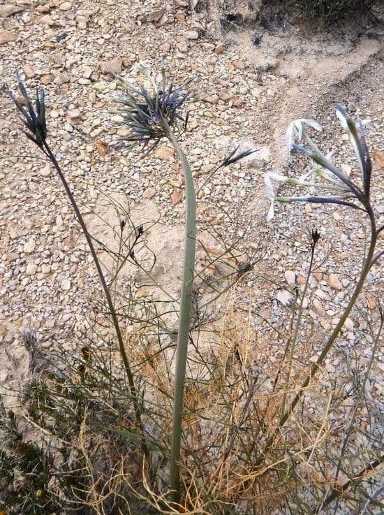 Amsonia 8