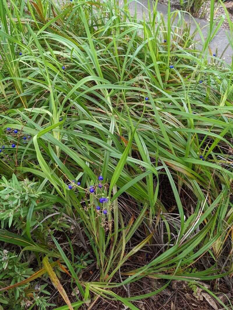 Dianella modrá 14
