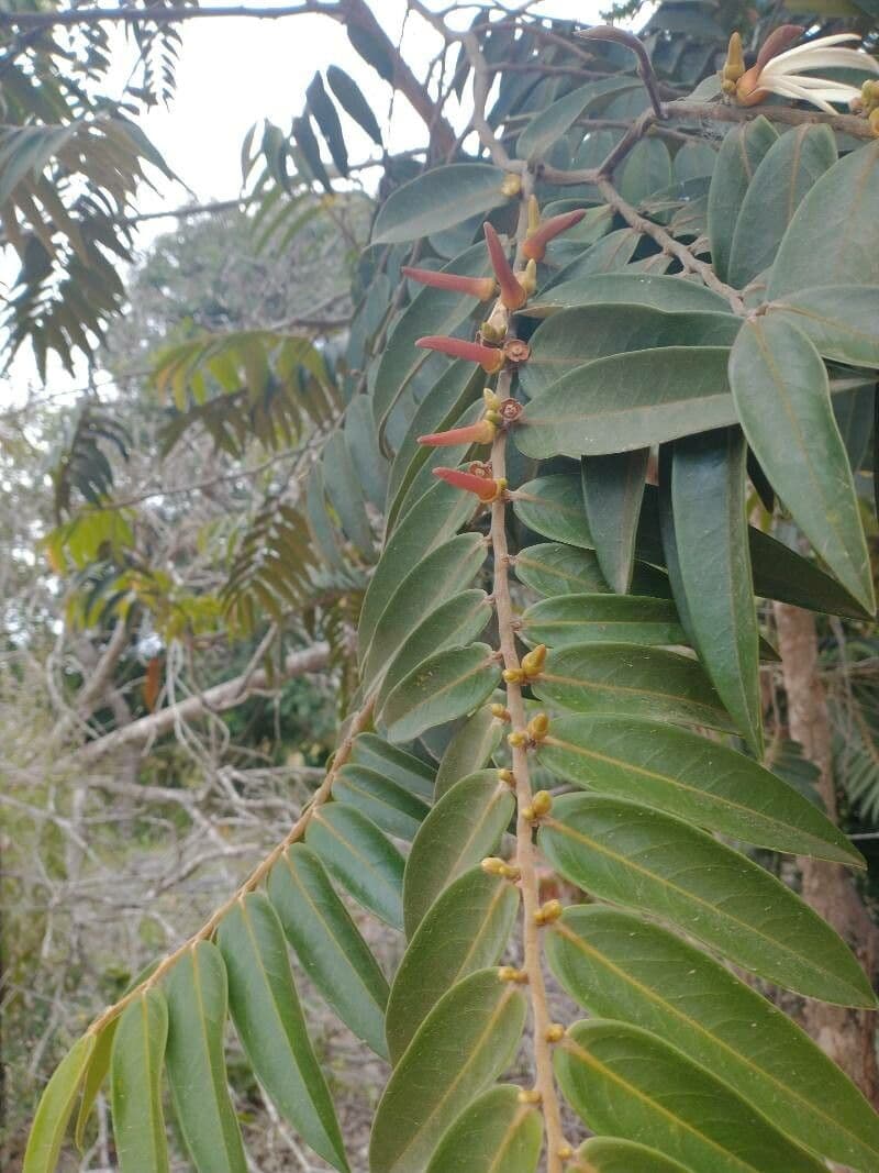 Monkey pepper 16
