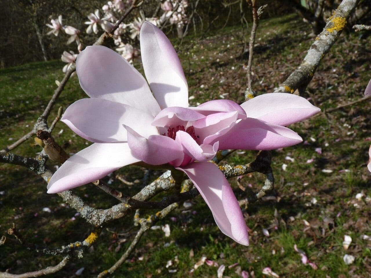 Magnolia