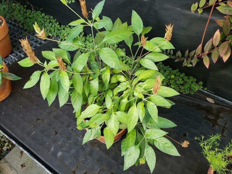 Crossandra 5