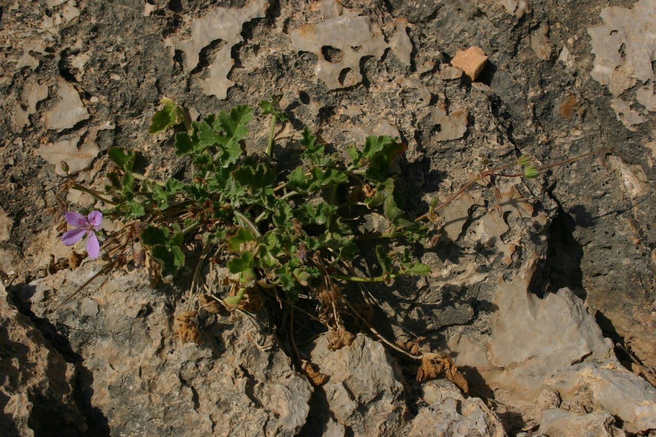 Erodio 8