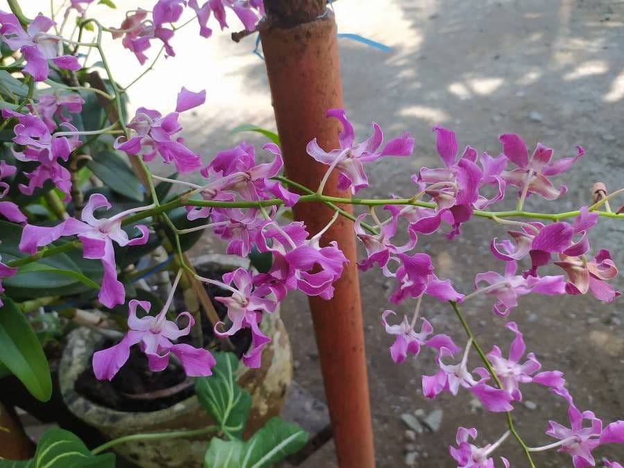 Epidendrum z Atacazo 4