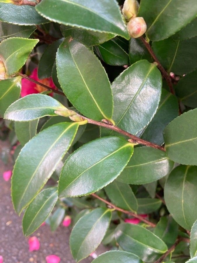 Camelia sasanqua 18