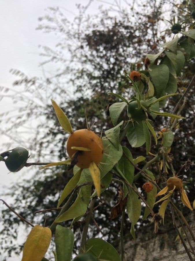 Pereskia 2