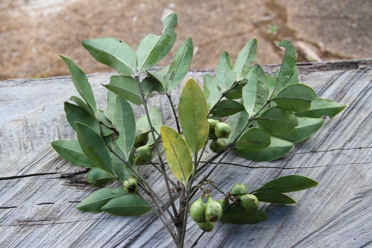 Lepidocupania 2
