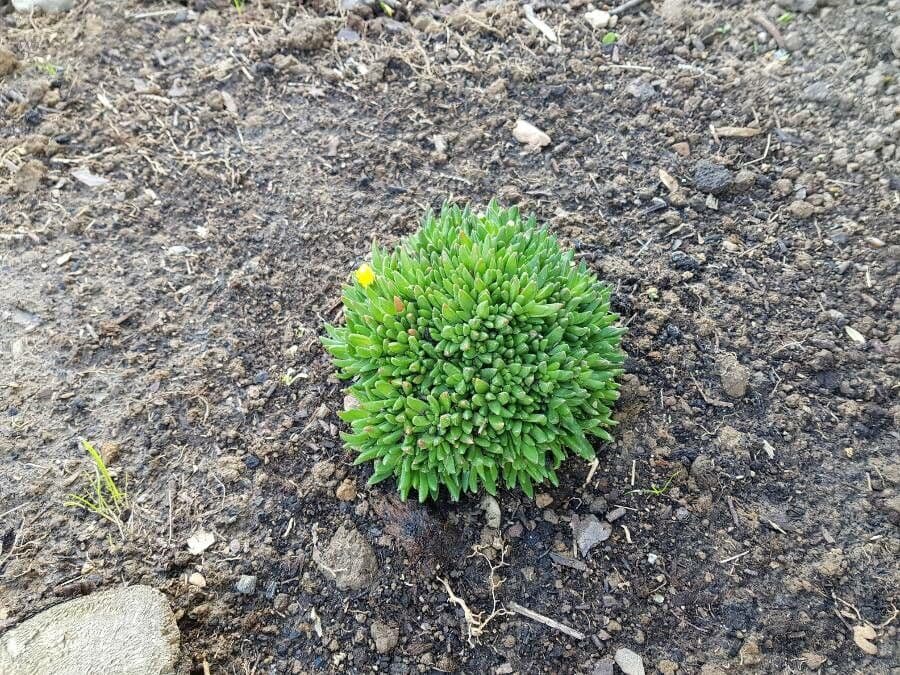 Delosperma congestum