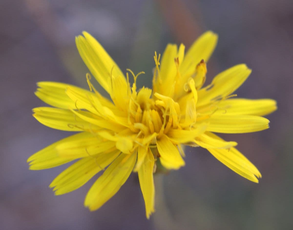 Reichardia