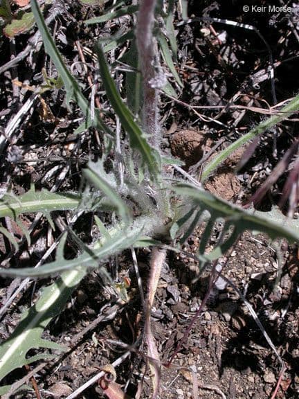Agoseris retrorsa 20