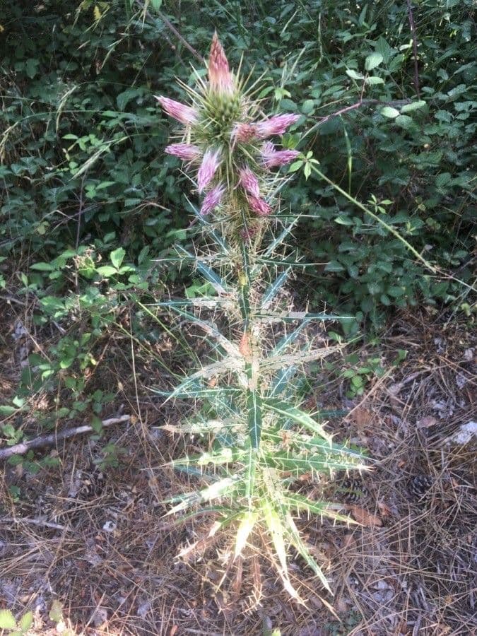 Ptilostemon casabonae 9