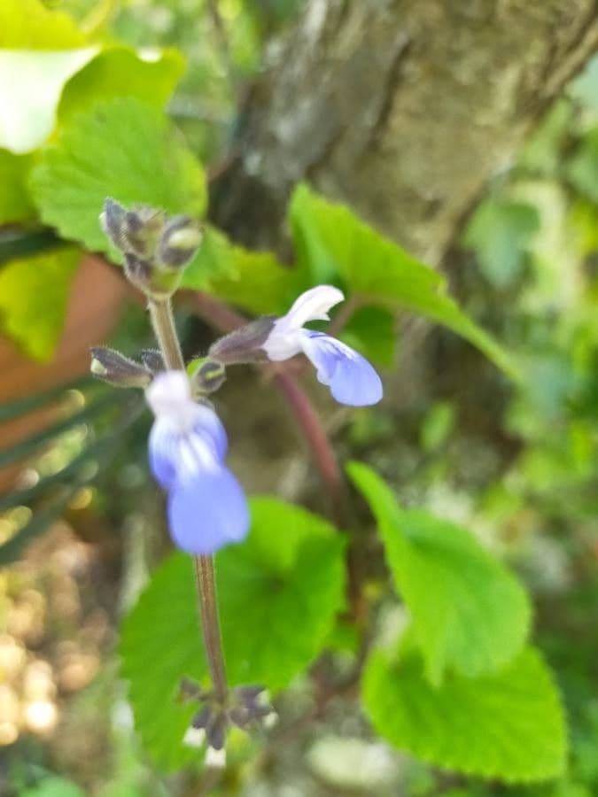 Salvia 2