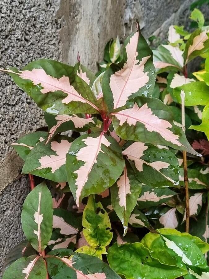 Graptophyllum pictum 13