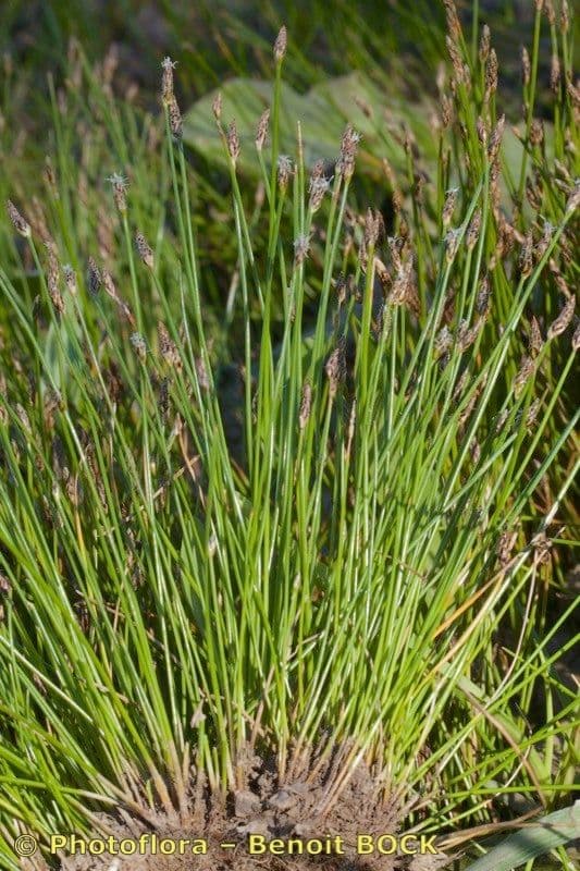 Sedge bonariensis 13