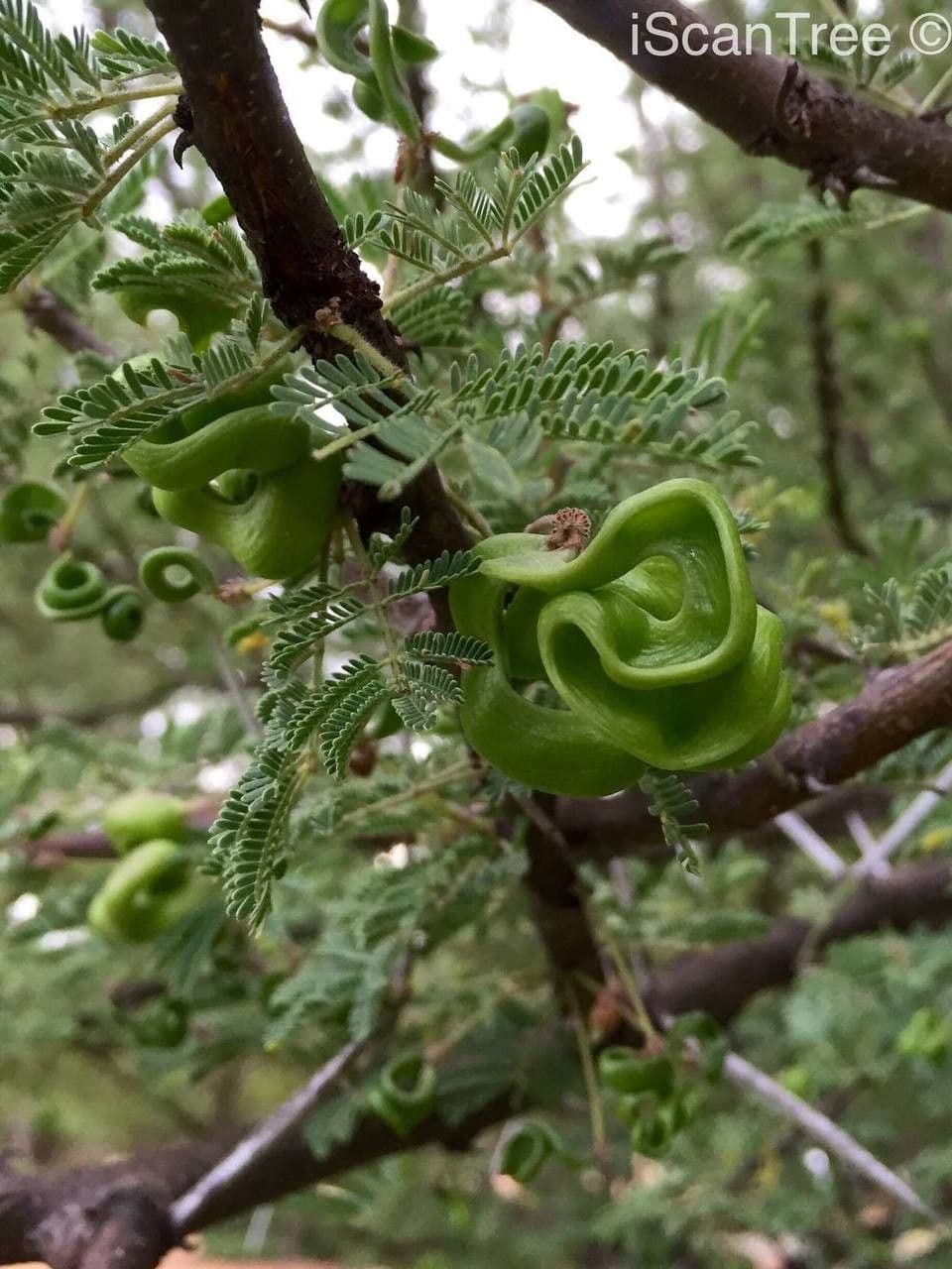 Acacia tortuosa 4