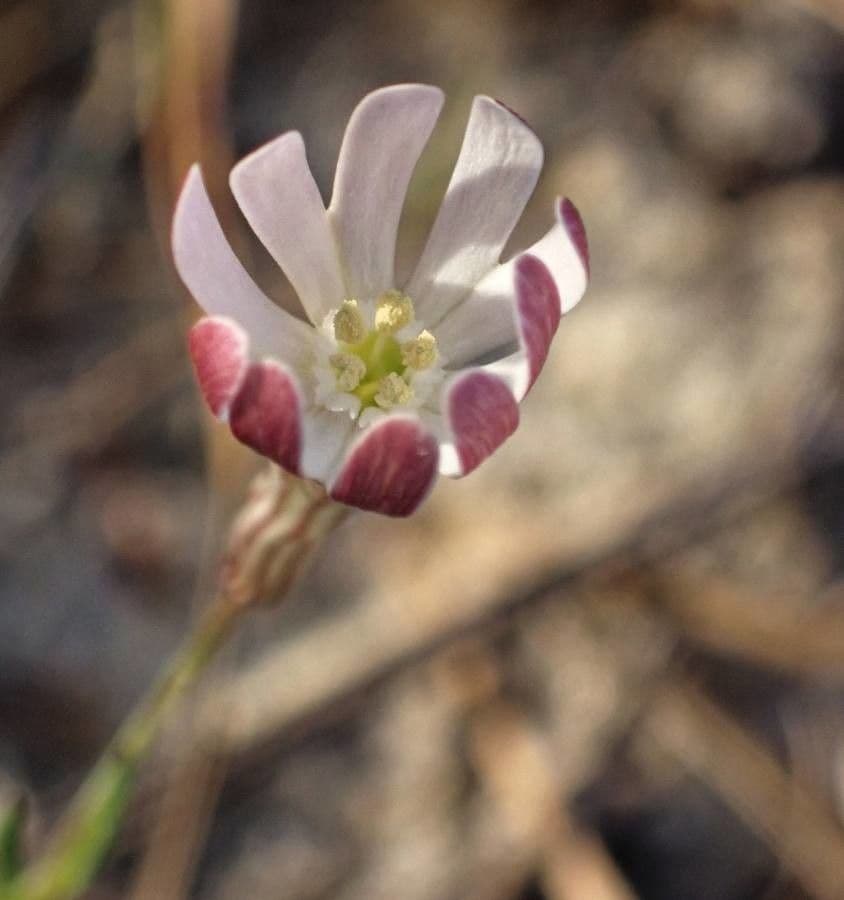 Silene portensis 5