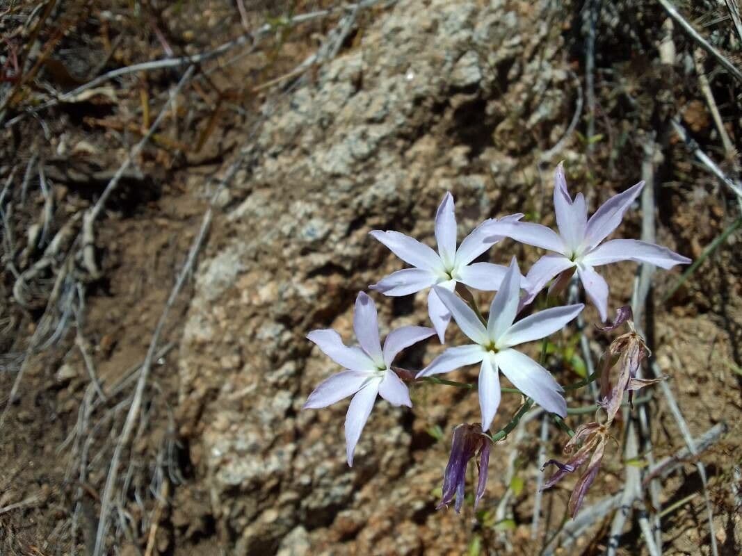 Leucocoryne 5