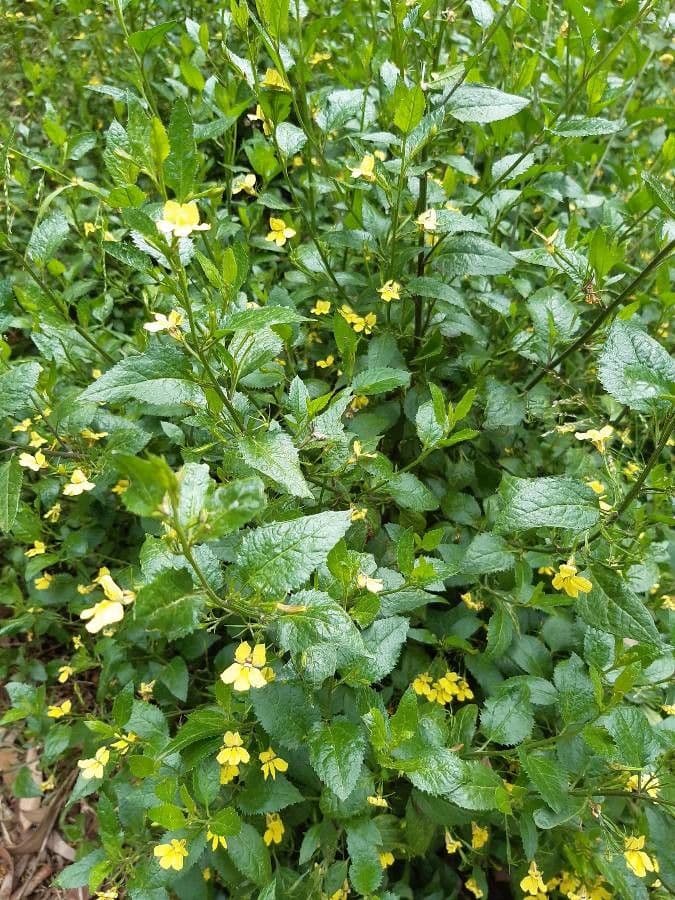 Goodenia ovata 2