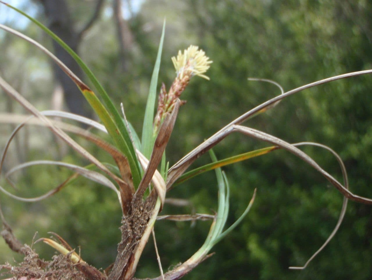 Carex liparocarpos 14