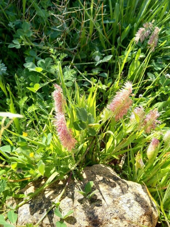 Lamarckia dorata 14