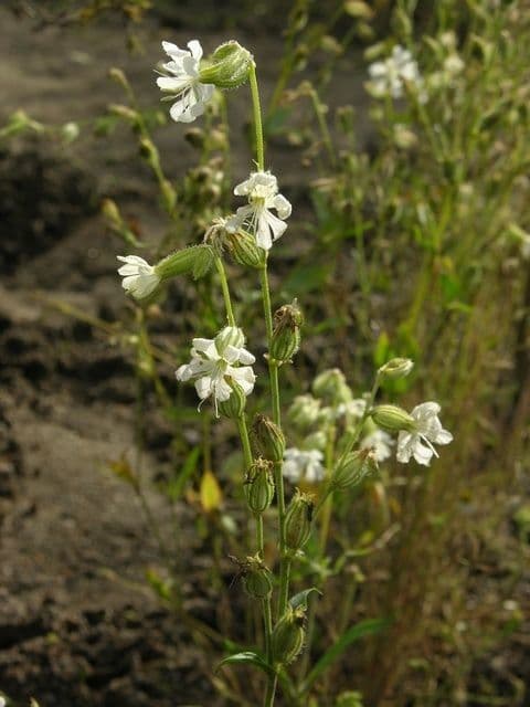 Silene dicotoma 12