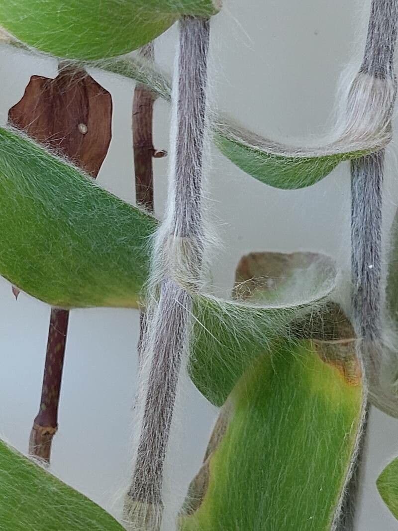 Tradescantia 20