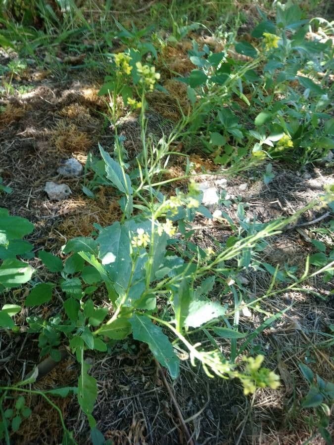 Senape ruca 15