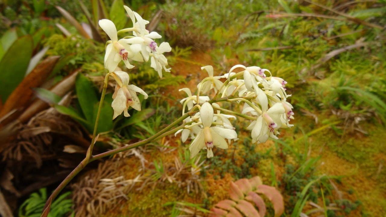 Epidendrum patens 8