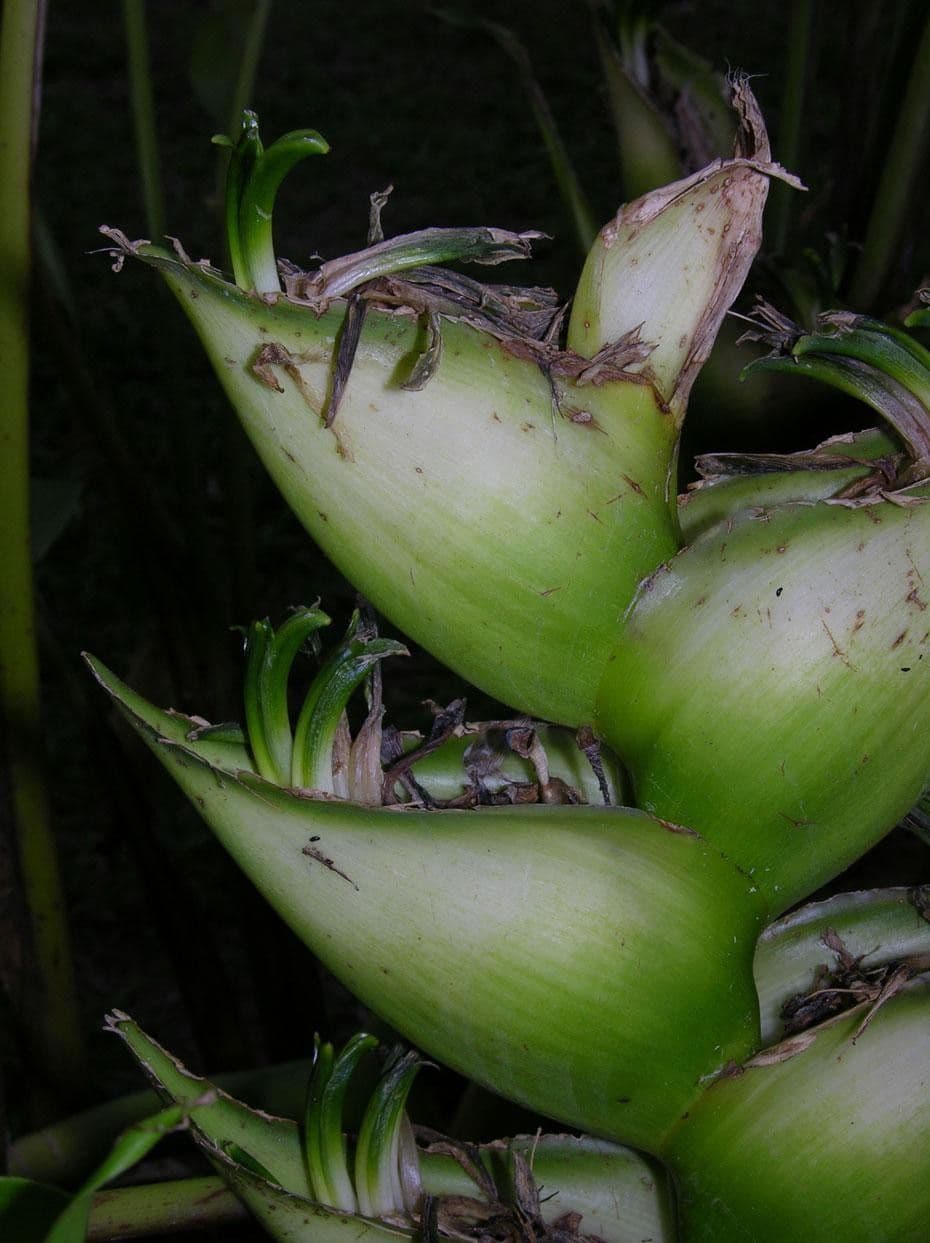 Geldblume