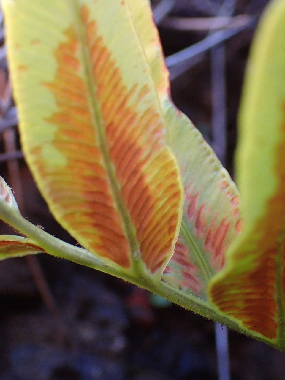 Blechnum