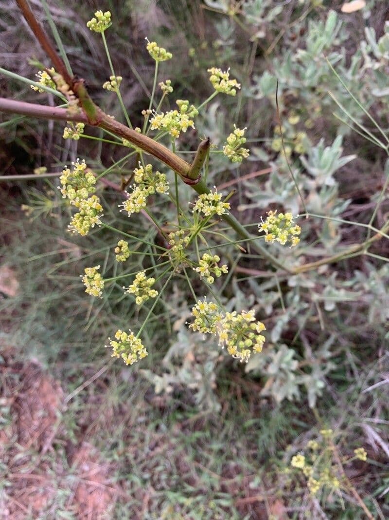 Peucedano 10