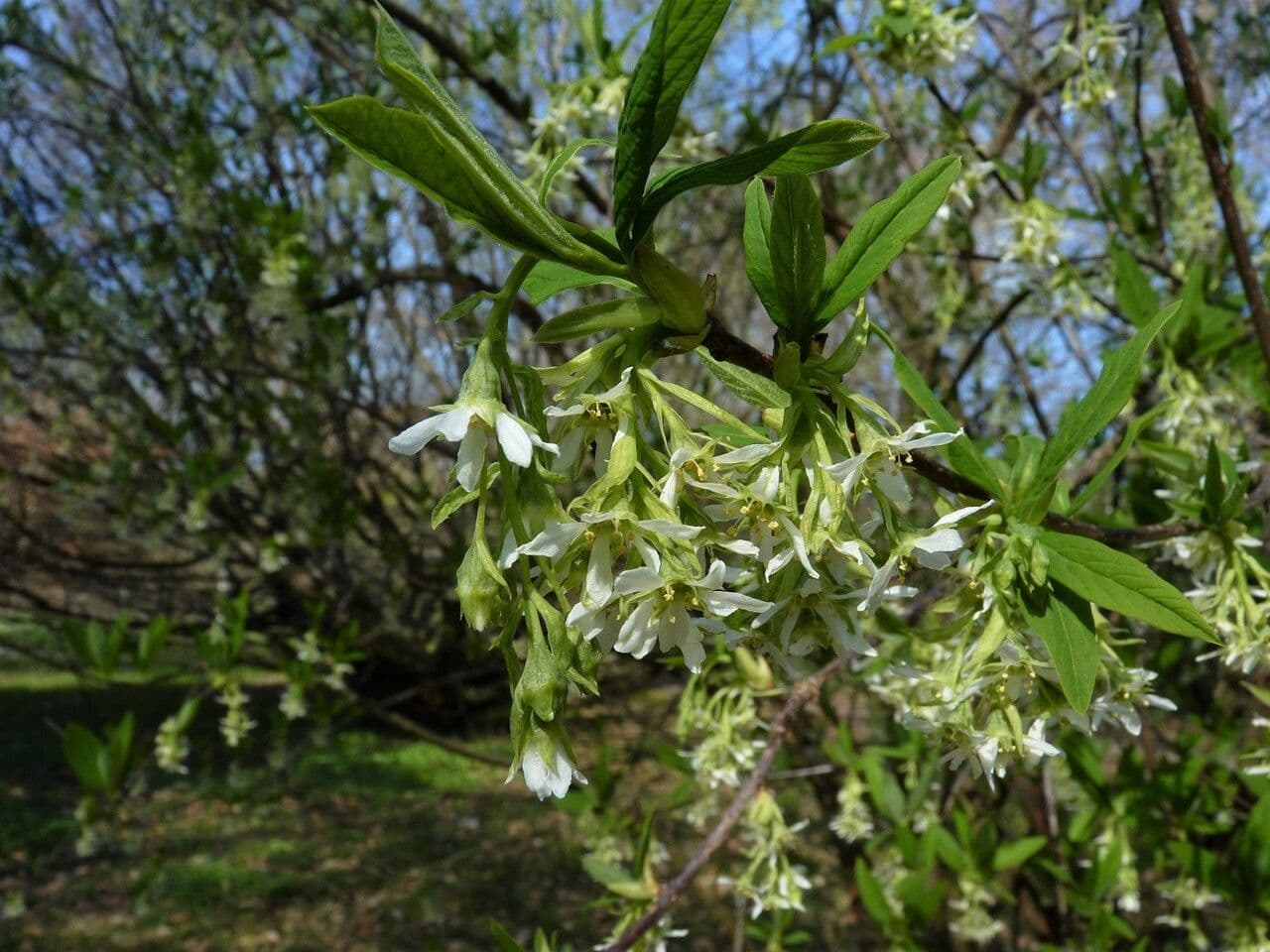 Oemleria cerasiformis 4