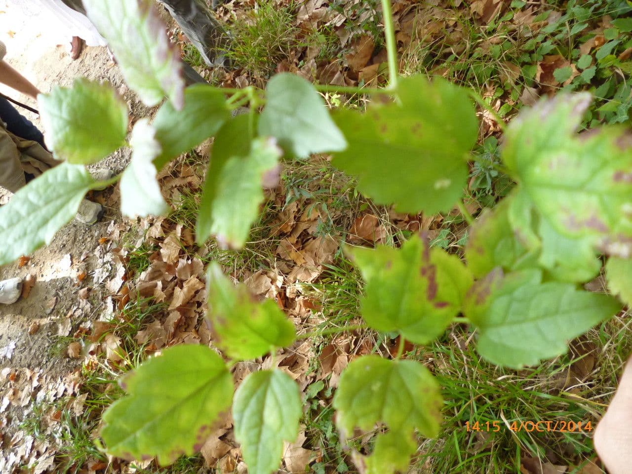 Clematítide 26
