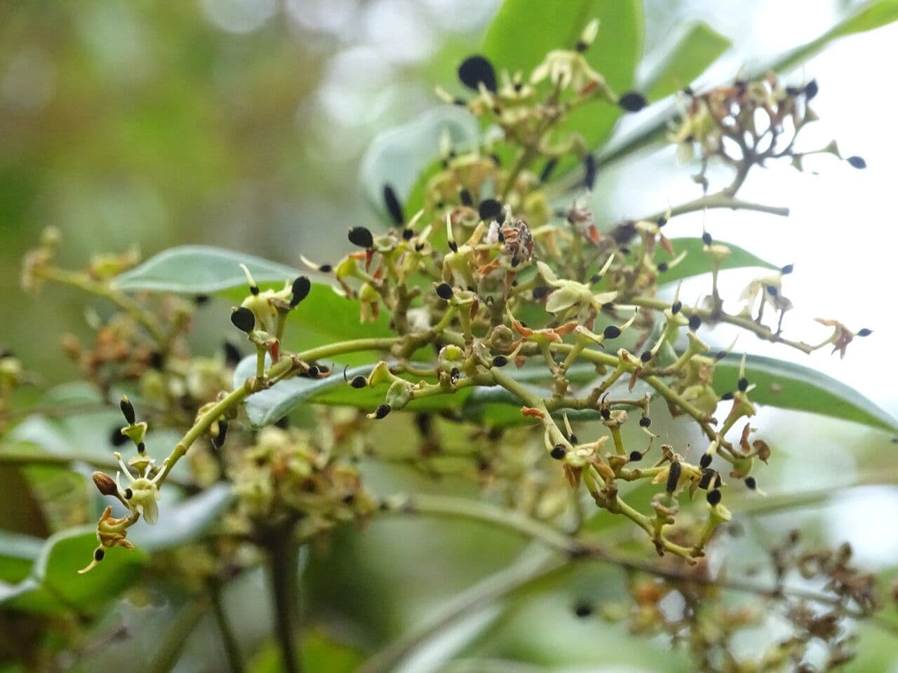 Dialium guineense 6