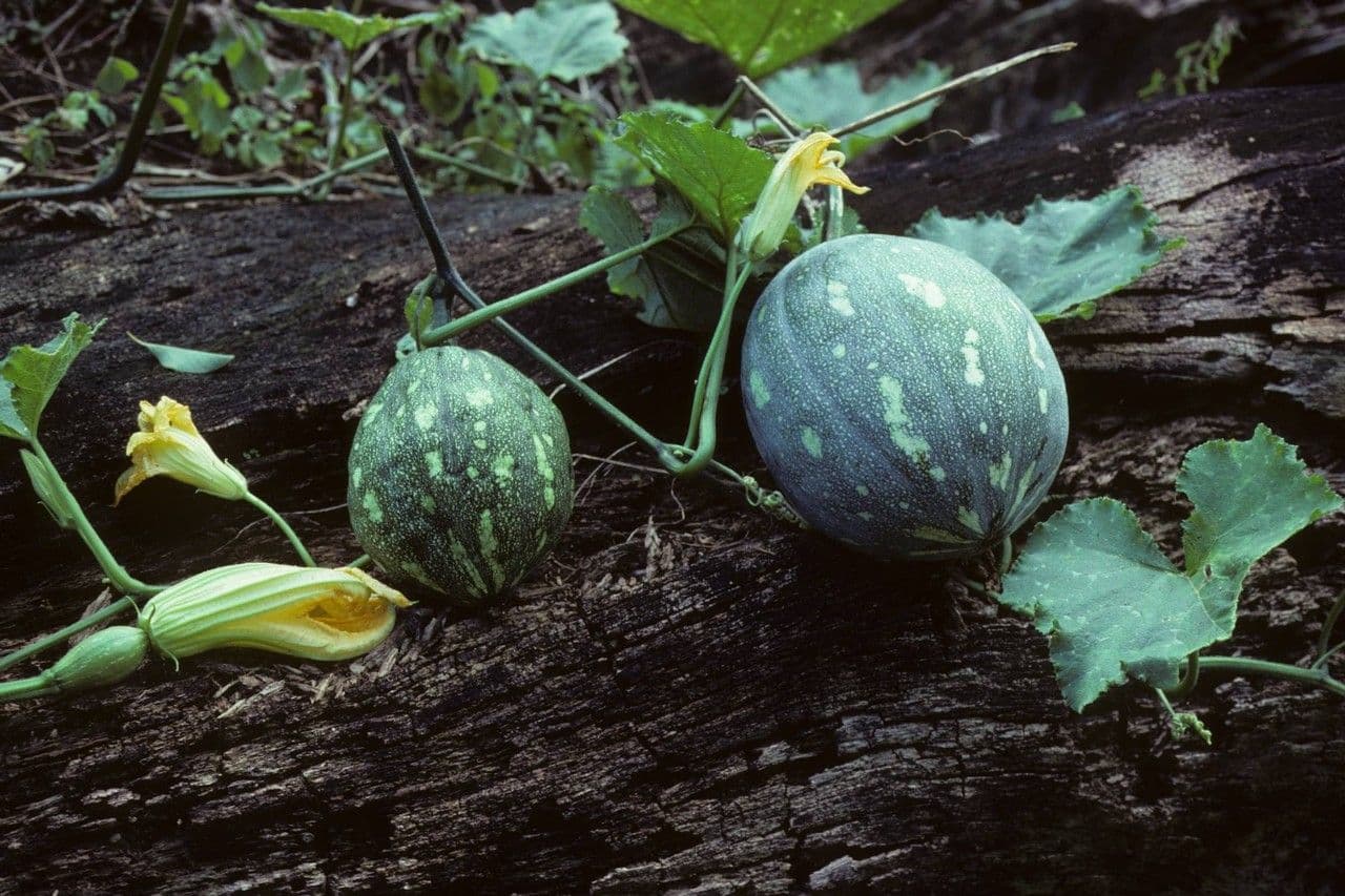 Zucca moscata 13