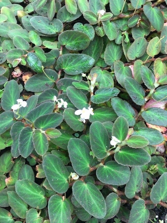 Begonia 4