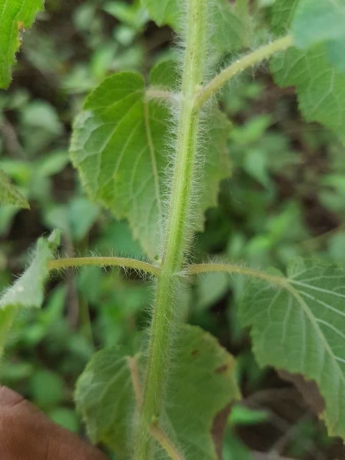 Hyptis 24