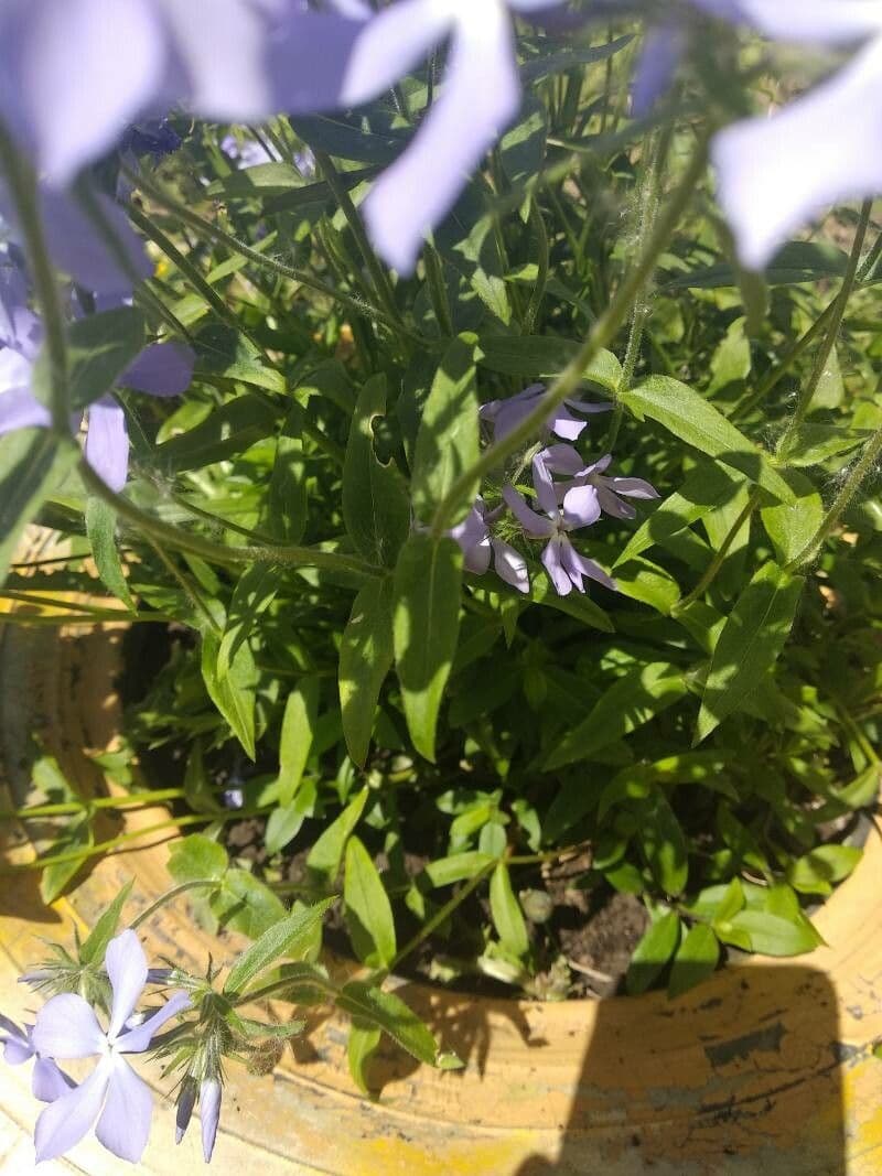 Flox divaricata 14