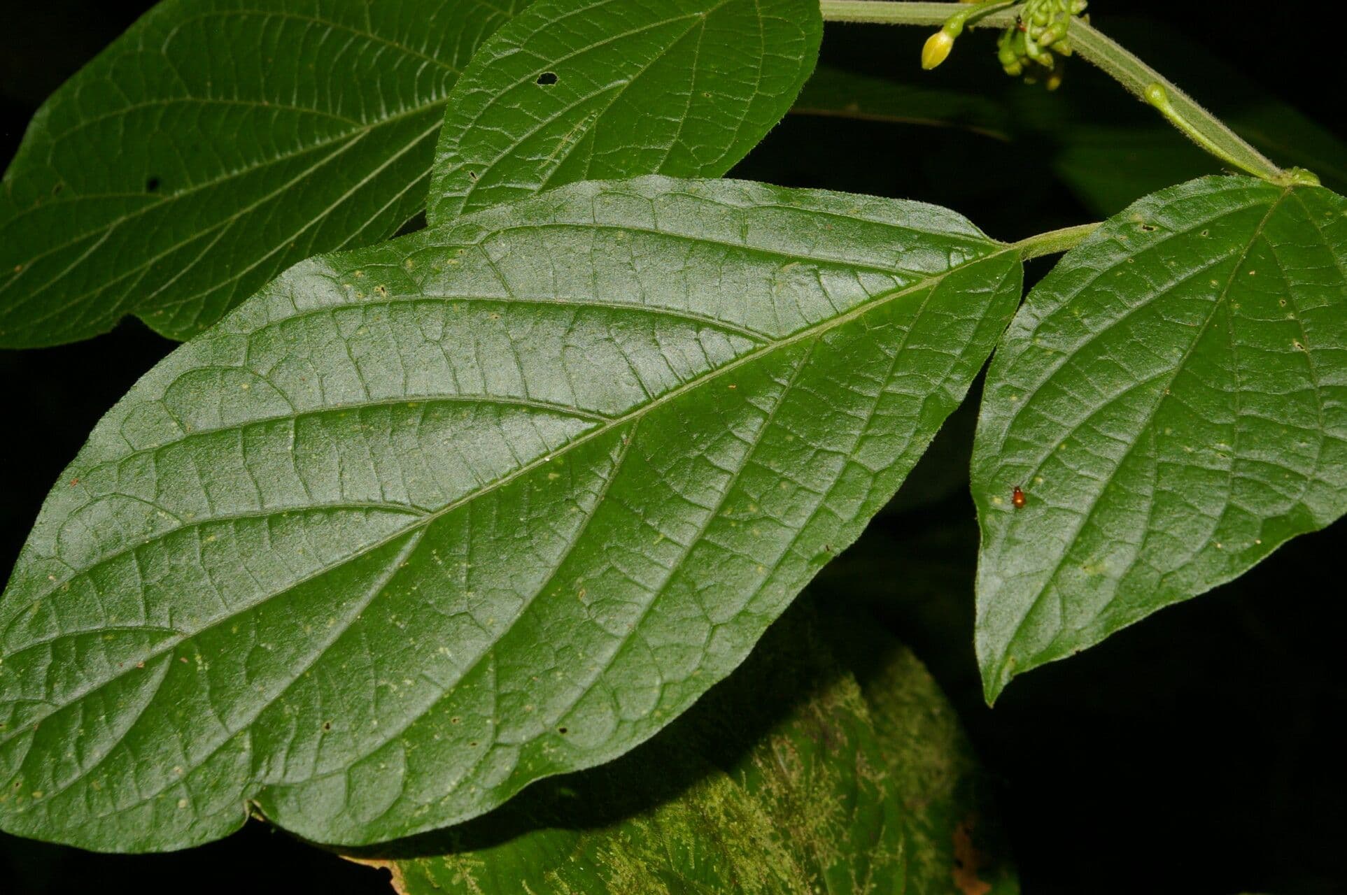 Witheringia 13