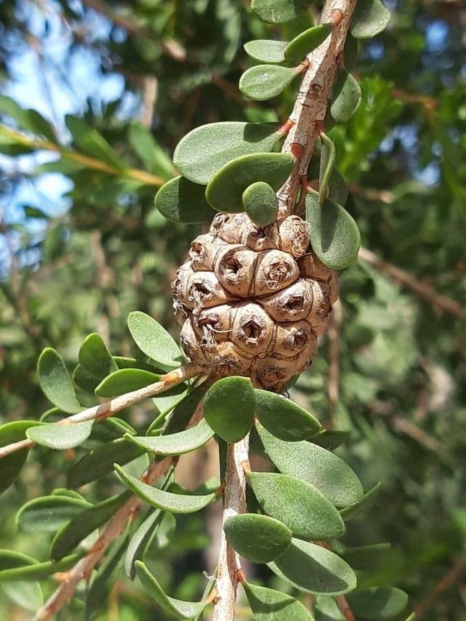 Melaleuca 4
