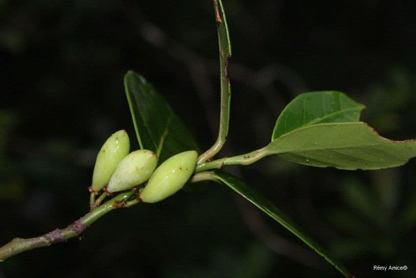 Dicarpellum 4