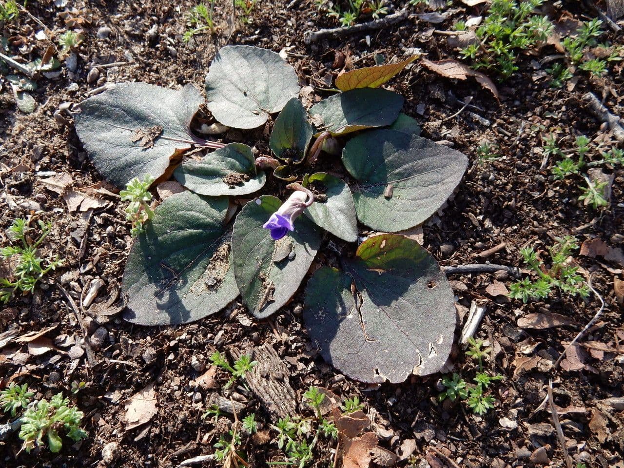 Violette velue 2