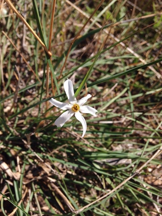 Narciso 3