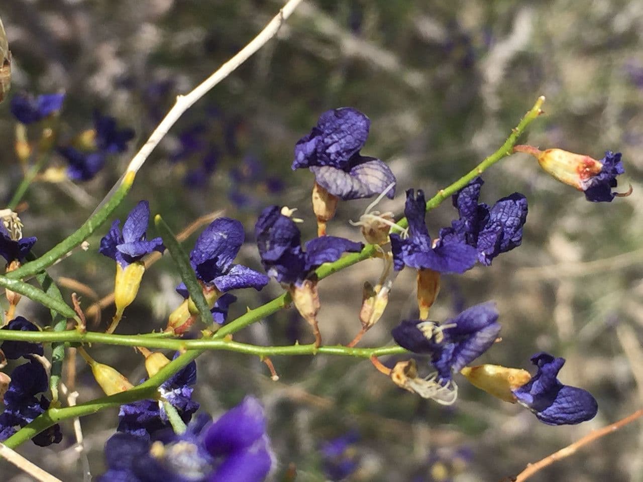 Psorothamnus schottii 3