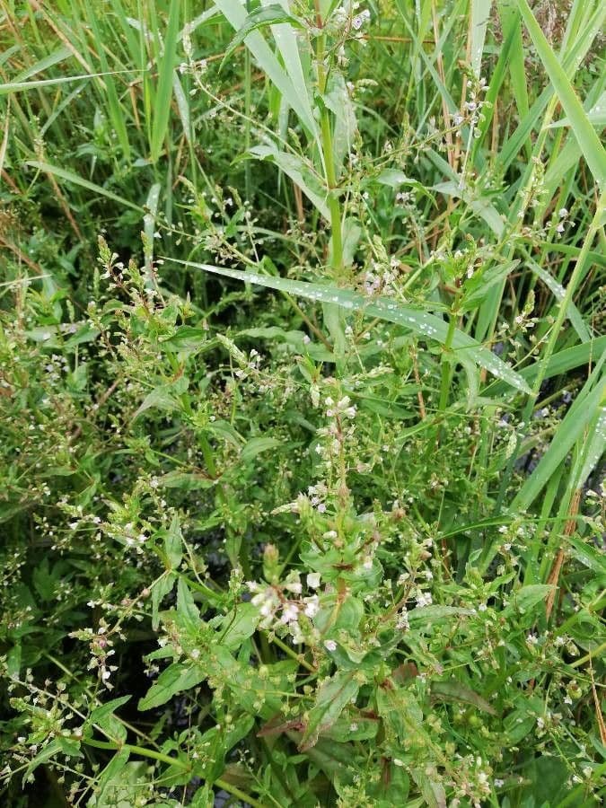Veronica acquatica 5