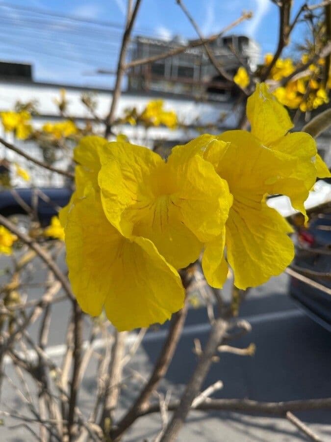 Handroanthus 7