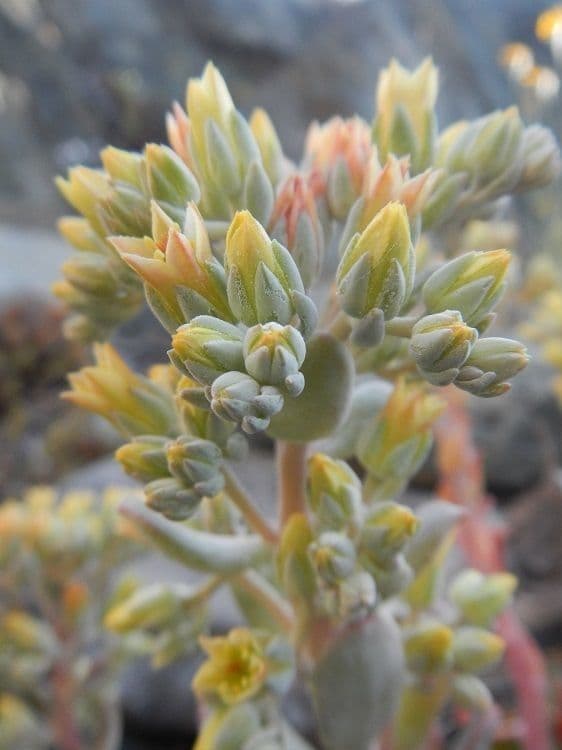 Sedum
