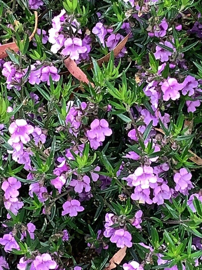 Prostanthera 3