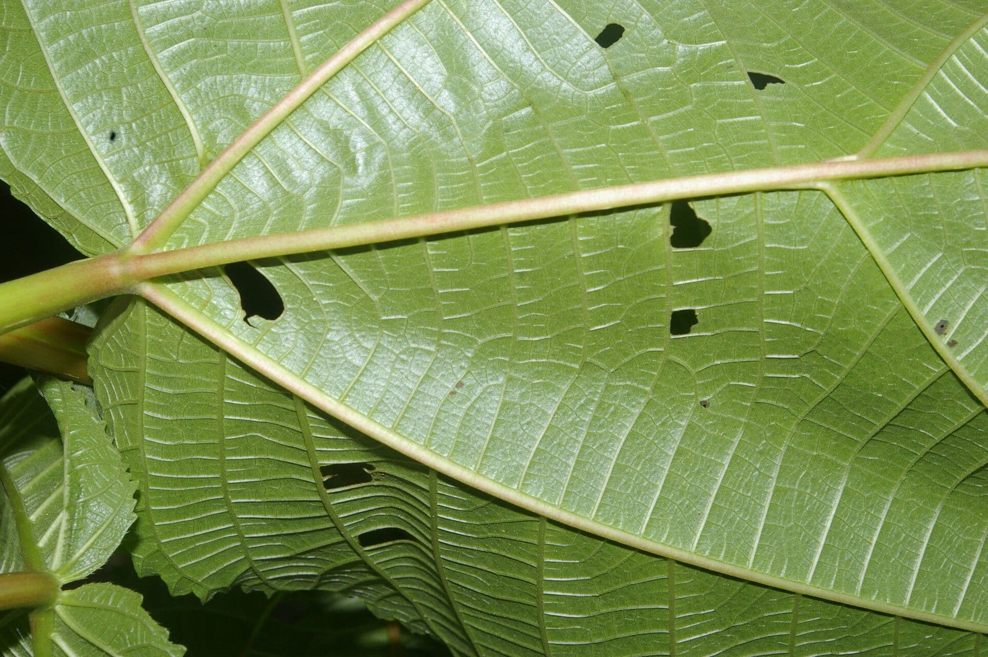Urera 2