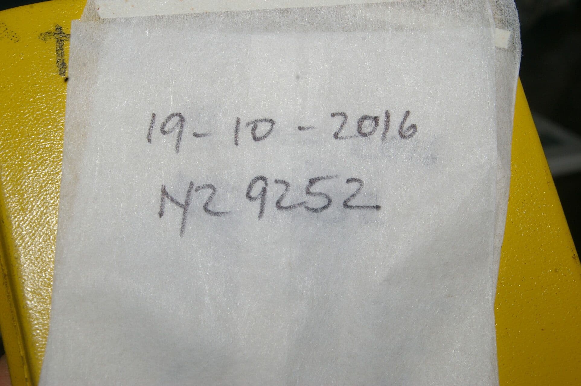 Xylosma 10